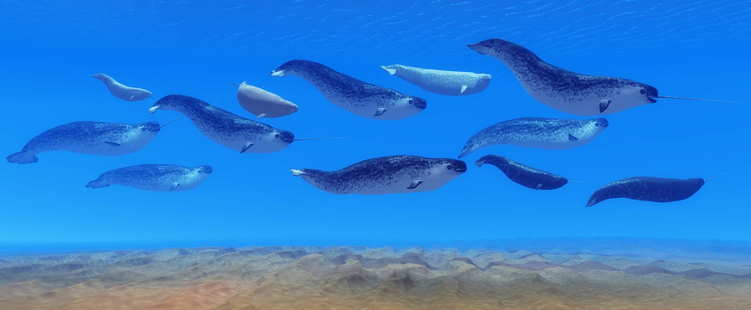 13 What is a Narwhal? Smrt English